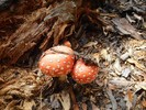 photo thumbnail #15