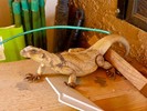 photo thumbnail #1