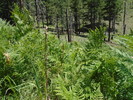 photo thumbnail #12