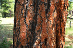 photo thumbnail #13