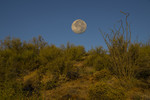 photo thumbnail #7