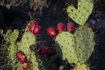 photo thumbnail #10