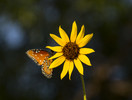 photo thumbnail #2