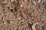 photo thumbnail #4