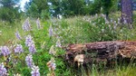 photo thumbnail #3