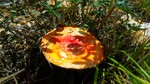 photo thumbnail #4