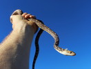 photo thumbnail #1