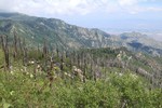 photo thumbnail #2