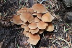 photo thumbnail #3