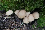 photo thumbnail #4