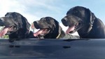 photo thumbnail #2