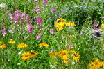 photo thumbnail #15