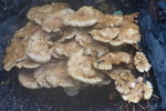 photo thumbnail #4