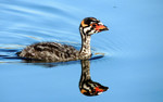 photo thumbnail #12