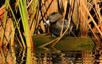 photo thumbnail #15
