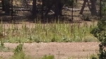 photo thumbnail #12