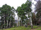 photo thumbnail #7