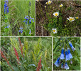 2015-08-01 Thompson Trail #629 :: tibber