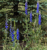 2015-08-01 Thompson Trail #629 :: tibber