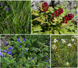 2015-08-01 :1: Thompson Trail #629 :: tibber
