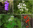 2015-08-01 :1: Thompson Trail #629 :: tibber