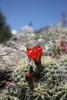 photo thumbnail #8