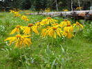 photo thumbnail #6