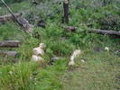 photo thumbnail #7