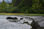 2015-07-26 :: Kenai River Fishing :: ASUAviator