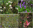 2015-08-02 West Baldy Trail #94 :: tibber