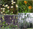 2015-08-02 West Baldy Trail #94 :: tibber