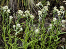 2015-08-02 West Baldy Trail #94 :: tibber