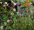 2015-08-02 West Baldy Trail #94 :: tibber