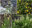 2015-08-02 West Baldy Trail #94 :: tibber