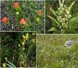 2015-08-02 West Baldy Trail #94 :: tibber