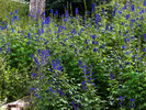 2015-08-02 West Baldy Trail #94 :: tibber
