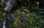 2015-08-02 West Baldy Trail #94 :: tibber