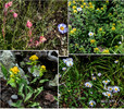 2015-08-02 West Baldy Trail #94 :: tibber