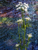 2015-08-02 West Baldy Trail #94 :: tibber