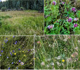 2015-08-02 West Baldy Trail #94 :: tibber