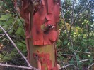 photo thumbnail #5