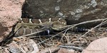 photo thumbnail #5
