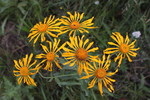 photo thumbnail #4