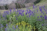 photo thumbnail #8