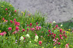 photo thumbnail #12