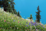 photo thumbnail #13
