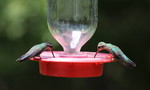photo thumbnail #12