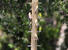 photo thumbnail #13