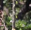 photo thumbnail #14