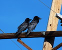 photo thumbnail #15
